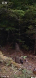 Mocc - “Canada Mountain Creature Caught Running Behind Google street Car.” - [Cryptid]