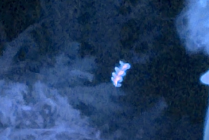 Air-Rod "skyfish" [Cryptid | UFO]