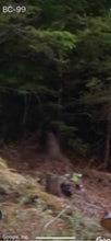 Load image into Gallery viewer, Mocc - “Canada Mountain Creature Caught Running Behind Google street Car.” - [Cryptid]