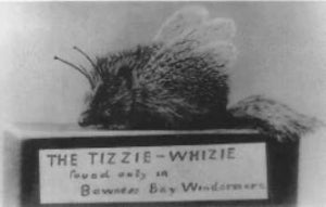 Tizzy-Whizie - The Fairy hedgehogs of Bowness bay. - [Fearsome Critter, Ireland]